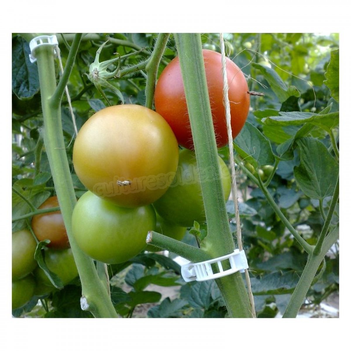 Lot de 1000 clips tomate soldes en ligne - Lot de 1000 clips tomate soldes en ligne