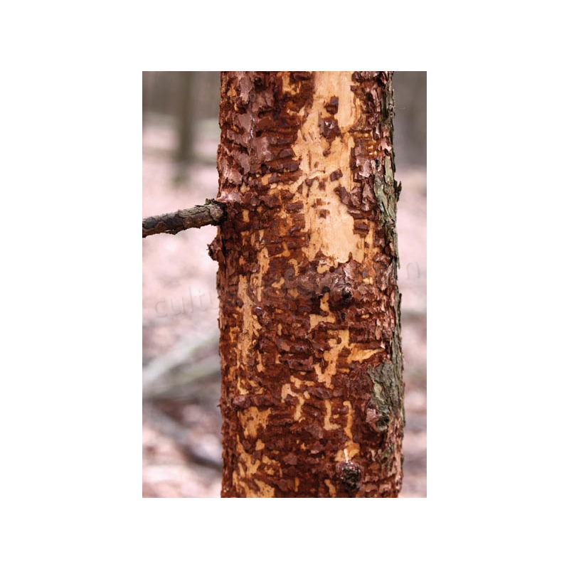 Schacht Protection en spirale pour les arbres - 60 cm - 2 pièces soldes en ligne - -1