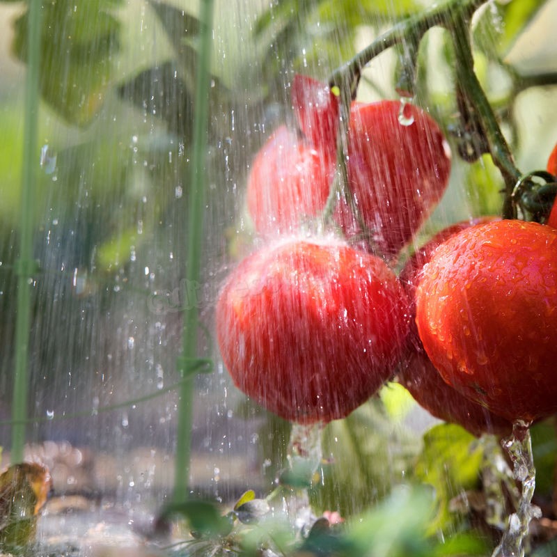  Cage à tomates Tuteur plantes grimpantes, support à 3 anneaux, jardin, balcon, set de 2, 76 cm long, vert soldes en ligne - -2