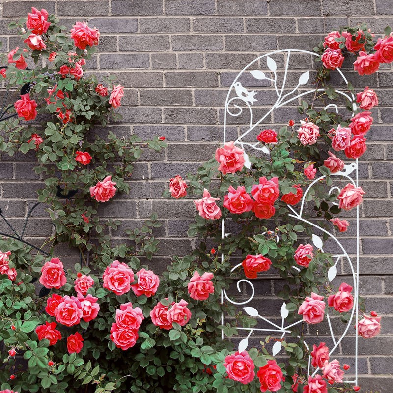  Treillis jardin oiseaux fer, Clôture plante grimpante Grille fleurs métal, Arceau rosier, 120 x 40 cm, blanc soldes en ligne - -1