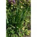 Support à plantes demi-cercle en acier 40 x 75 cm - Vert olive foncé soldes en ligne - 3