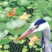 Maille de protection d'étang de légumes de culture de cage de fruit de jardin de filet anti-oiseaux (5x20m) soldes en ligne - 3