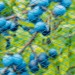 Nature Filet d'oiseaux Nano 5x4 m Bleu soldes en ligne - 1